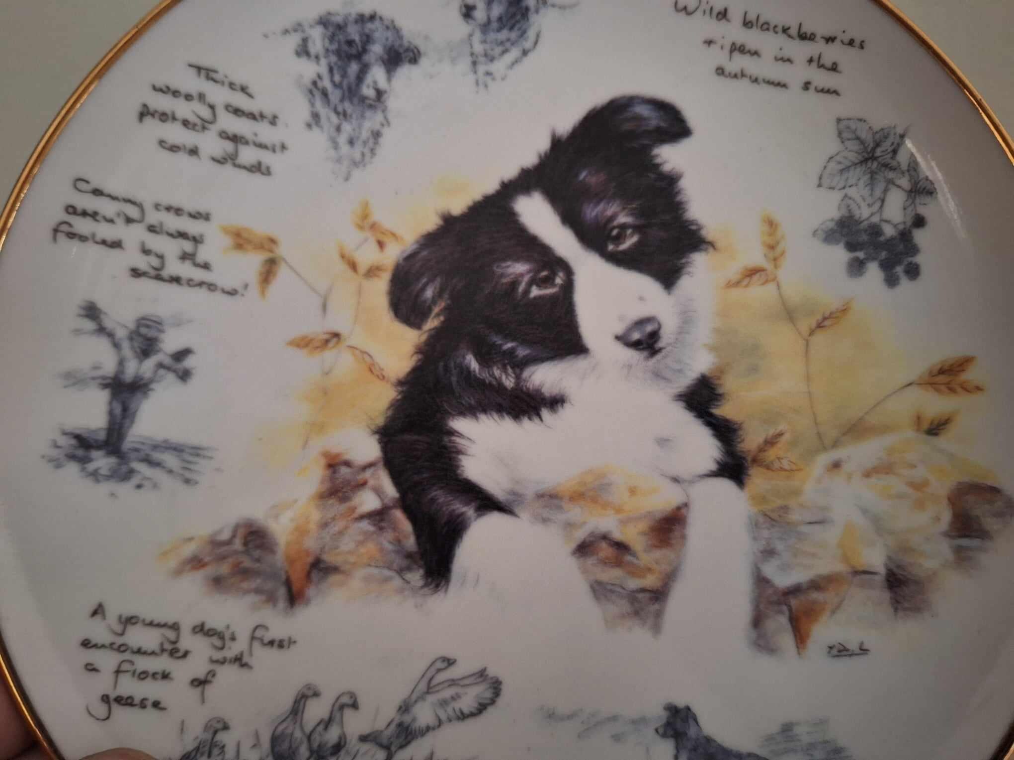 Border Collie Collector Plate 'september' by Paul Doyle | Danbury