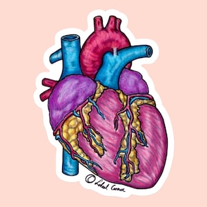 Heart Anatomy Die-Cut Vinyl Sticker