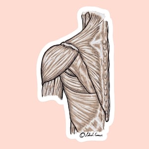 Back Anatomy Vinyl Sticker