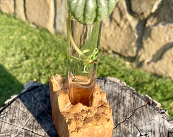 Maple Propagation Station