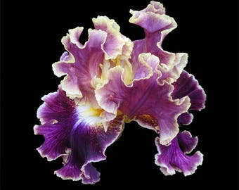 Iris violet