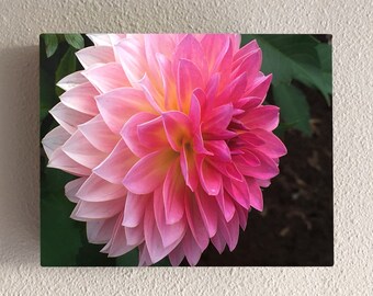 Dahlia rose vif