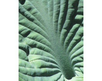 Feuille d’hosta