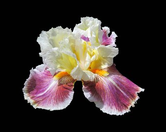 Iris blanche et violette