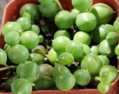 String of pearls 2 quot