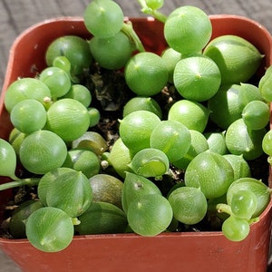 May include: Two small terracotta pots with green string of pearls plants. The plants are full and healthy, with many round green leaves.
