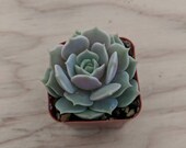 Echeveria quot Lola quot 2 quot Plant
