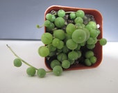 String of pearls 2 quot