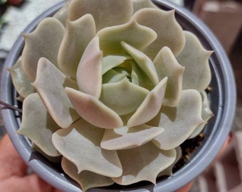 Echeveria Lola  4",succulents, drought tolerant, easy maintenance, colorful, excellent for gifts, centerpieces