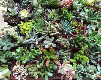 20 Assorted 2"potted Succulents,,succulents, drought tolerant, easy maintenance, colorful, excellent as a gift, centerpiece