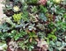 20 Assorted 2' potted Succulents 