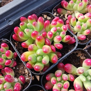 Sedum salsa  2"  pots succulents, drought tolerant, easy maintenance, colorful, excellent as a gift, centerpiece