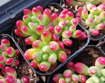 Sedum salsa  2"  pots succulents, drought tolerant, easy maintenance, colorful, excellent as a gift, centerpiece