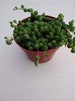 Senecio rowleyanus  string of Pearl's  succulents in pots 4' 