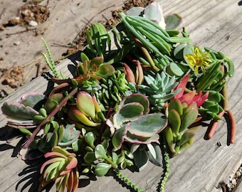 150 Assorted succulent cuttings,,succulents, drought tolerant, easy maintenance, colorful, excellent as a gift, centerpiece