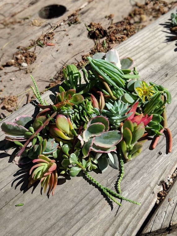 150 Assorted Succulent Cuttings,,succulents, Drought Tolerant, Easy  Maintenance, Colorful, Excellent as a Gift, Centerpiece - Etsy