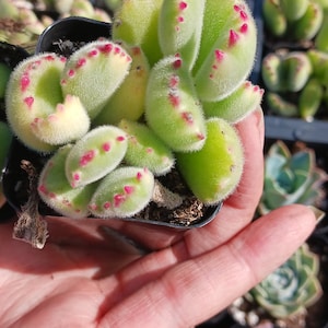 Cotyledon bear paw  variegated  2&quot;