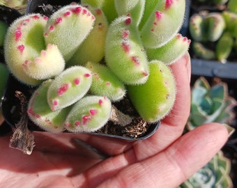 Cotyledon bear paw  variegated  2"