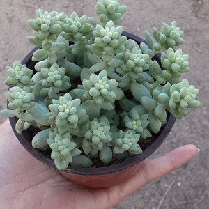 donkey tail 4&quot;  succulents, drought tolerant, easy maintenance, colorful, excellent as a gift, centerpiece
