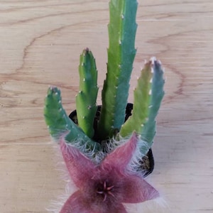 May include: A small succulent plant with green, spiky stems and a large, pink, star-shaped flower with white fuzzy edges.