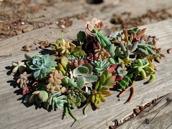 Assorted Succulent Cuttings Pack - 30 Fresh Cuttings, 15 Varieties (2-4 Inches)