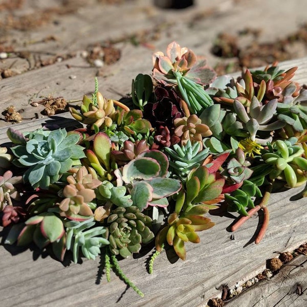 15 Assorted succulent cuttings,succulents, drought tolerant, easy maintenance, colorful, excellent as a gift, centerpiece
