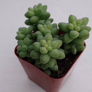 Donkey tail  2",,succulents, drought tolerant, easy maintenance, colorful, excellent as a gift, centerpiece