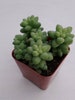 Donkey tail  2' 