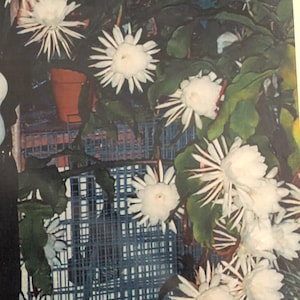 May include: Close-up of a plant with large, white, star-shaped flowers. The flowers have many thin, pointed petals. Dark green leaves surround the flowers. A blue grid-like structure is in the background.