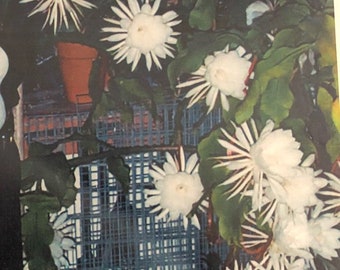 Epiphyllum oxypetalum rooted  plant