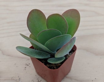 May include: A small potted succulent plant with round, green leaves. The plant is in a brown square pot.