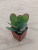 Kalanchoe Luciae 'Paddle Plant/Flapjack' 2' Plant 