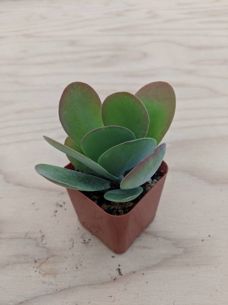 Kalanchoe Luciae Paddle Plant Flapjack 2 Etsy