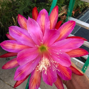 Epiphyllum 'pacesetter'plant rooted
