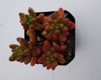 Sedum rubrotinctum 2 inch,succulents, drought tolerant, easy maintenance, colorful, excellent as a gift