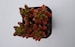 Sedum rubrotinctum 2 inch 