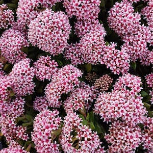 May include: A close-up image of a cluster of pink flowers. The flowers are small and have a star-shaped appearance. The flowers are densely packed together, creating a full and lush look.