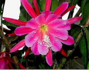 Epiphyllum ‘Paula Knebel”