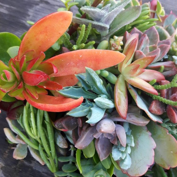 100 Assorted succulent cuttings,succulents, drought tolerant, easy maintenance, colorful, excellent for gifts, centerpieces