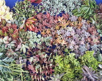 50 succulents cuttings succulents, drought tolerant, easy maintenance, colorful, excellent as a gift