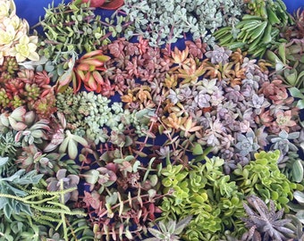 Può includere: Una collezione di talee di piante grasse in varie tonalità di verde, rosso e rosa. Le talee sono disposte su una superficie blu.