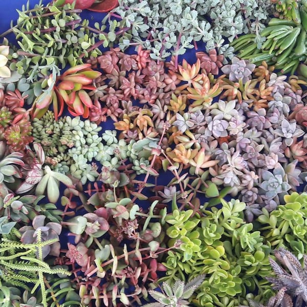 50 succulents cuttings succulents, drought tolerant, easy maintenance, colorful, excellent as a gift