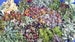 50 succulents cuttings 