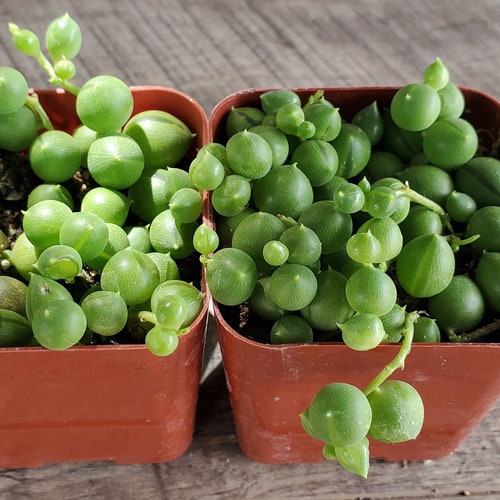 String of pearls 2",succulents, drought tolerant, easy maintenance, colorful, excellent as a gift, centerpiece