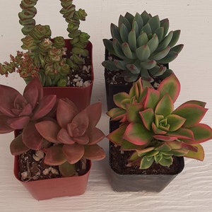 4pack, succulents, drought tolerant, easy maintenance, colorful, excellent as a gift