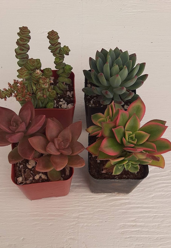 4pack, Succulents, Drought Tolerant, Easy Maintenance, Colorful, Excellent  as a Gift - Etsy