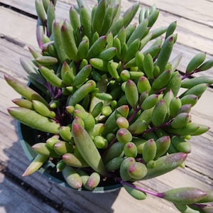 May include: A close-up of a potted succulent plant with vibrant green, elongated leaves. The tips of the leaves have a reddish-purple hue, and the stems are a deep purple. The plant is in a dark green pot, set against a wooden background.