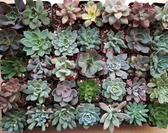 Può includere: Una collezione di 36 piccole piante grasse in vasi individuali, disposte a griglia. Le piante grasse sono di vari colori, tra cui verde, rosso e viola.