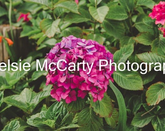 Oregon Hydrangea