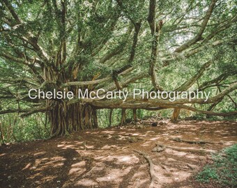 The Banyan Tree